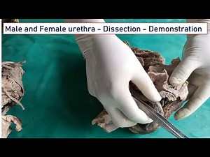 Urethra - Dissection - Demonstration