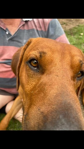 Meet Zazu the studs responsible dog behind our beautiful puppies, such a cuddly dude #ZaZu #dogsofinstagram #daddysboy #gentlegiant Love him #lovehimtopieces | SmithVille Country Life