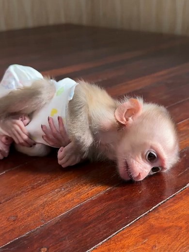 Hello lovely baby #youtubeshorts #monkey #babymonkey #cute #trending #tiktok #viralreels #video