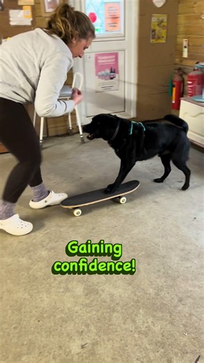 Dog Tricks Training - Skateboarding Dogs during Monthly Tricks Class #dogtricks #trickdogs