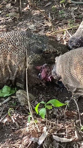 This is what a Komodo dragon's feet Look like