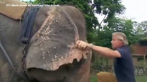 4.1K views · 51 reactions | "There is clear evidence that training, keeping and riding captive elephants causes distress and suffering."  Animal welfare charity Born Free has dumped Doc Martin star Martin Clunes as a patron after he was filmed riding an elephant in Nepal. The 57-year-old actor climbed onto an elephant while shooting an episode of ITV program My Travels And Other Animals, prompting social media criticism. STORY | https://ab.co/2LKEVuJ | ABC Perth | Facebook