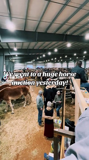 We went to a huge auction! There were so many beautiful horses🤩 #fypシ #foryoupage #fyp #fypage #horsesontiktok #horsegirl #horsetok #horse #drafthorses #clydesdale #draftcross #percheron #horseauction #horsesale