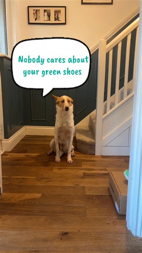 I rescued a dog to make running content with me. I don’t think he cares though. #Running #run #training #marathon | Sean Brown