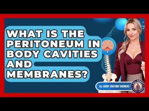 What Is The Peritoneum In Body Cavities And Membranes? - All About Anatomy Answers