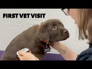 PUPPY'S FIRST VET VISIT !!!
