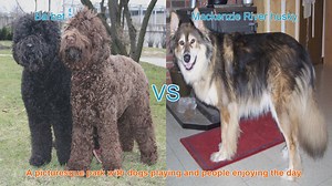 Barbet vs. Mackenzie River Husky: A Comprehensive Comparison