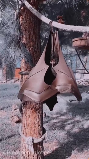 Funny Moments with Sky Puppies: Bats in Action