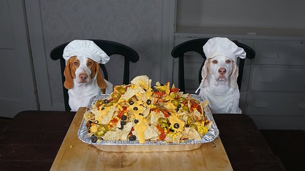 Chef Dog Makes Nachos: Funny Dogs Maymo & Potpie Cooking Nacho Recipe