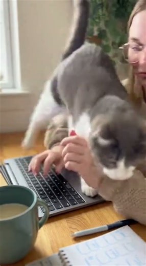 Workday with a Cat When Your Fluffy Friend Decides to 'Help' 🤣 #catpranks #cat #viral #omg
