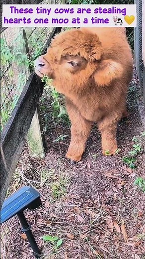 Tiny Cute Cows Compilation | Adorable Mini Moo Moments #heartwarming #petshorts #cutecows