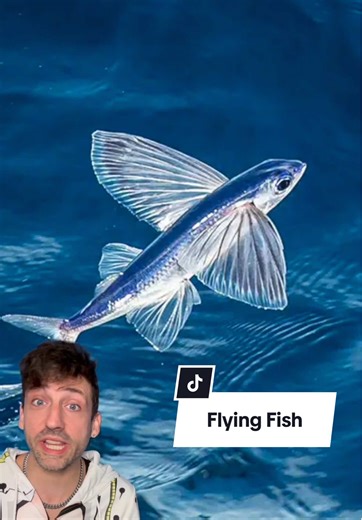 Understanding the Flying Fish Phenomenon