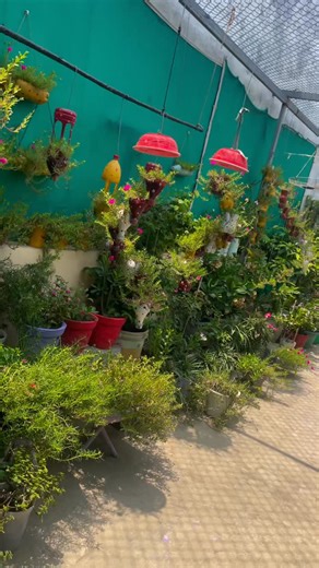 Savita’s terrace Garden on Instagram: "Morning glory flowers 🌷"