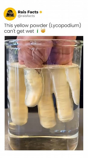 Facts | News | Tech on Instagram: "This yellow powder (Lycopodium) can't get wet via @chemteacherphil Follow @raisfacts for more! 💫 #reels #human #glass #chemical #viralreels #water #nature #reflection #earth #process #lycopodium #powder #yellow #wet #dry"