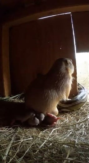 Rear Intrusion in a Barn Nest Corner at Dusk