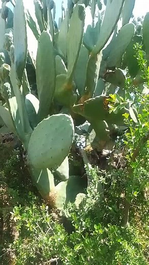 Explore Stunning Cactus Plants in Natural Settings