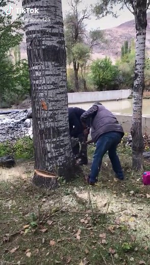 Tree Cutting Techniques in a Natural Setting