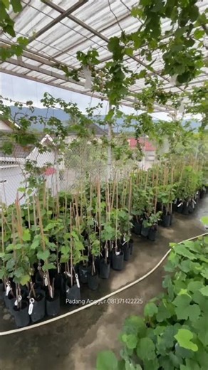Tersedia Bibit Anggur Import Berbagai Jenis di Kota Padang