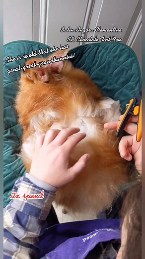 ASMR Angora Fiber Harvesting Process Explained