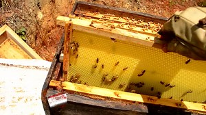 ✔️ Porque se Intercalar los Panales 🐝 Descubre para sirve esta practica apicola en este video. En este video les comparto una pequeña actividad que yo en lo particular realizo para poder ayudar a mis enjambres a desarrollarse de forma mas eficiente. APOYAME DE LA SIGUIENTE MANERA. 🔰 🎬Mas vídeosde apicultura aqui: 👉🏼 https://bit.ly/2Gg0Y9Q Sigueme en mis redes sociales. ✔️Fecebook: 👉🏼https://bit.ly/2XBdx3r ✔️Grupo de Facebook: http://bit.ly/2kcqgLP ✏️Instagram: http://bit.ly/2mbDwRw 📞Mi w