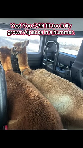 Aventuras en Hummer con Alpacas