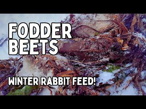 Grow Your Own FODDER BEET Rabbit Feed! Mammoth Mangels