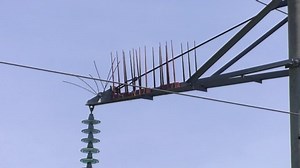 clip-1031269295-protection-birds-on-power-lines-bird-high-voltage