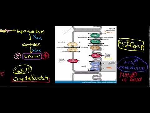 Biochemistry | Urate Oxidase and Urate [Part 2/3] - Physiology, Gout, & Kidney Stones