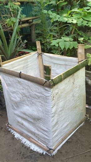 🌱 Grow Hybrid Papaya in a Homemade Raised Bed | Easy Organic Soil Mix ♻️ #shorts #gardening #papaya