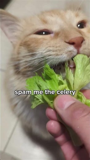 ima bumblebee #cat #funny #shorts #trending #viral #fyp #foryou