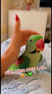 84K views · 6K reactions | Pipo este papagalul meu Marele Alexandru, cunoscut pentru cât de mult vorbește. Nu tace deloc și are mereu ceva de spus. Este verde, cu guler roz și roșu pe aripă, și a devenit deja celebru prin felul lui de a povesti ….Cine îl aude, se oprește să-l asculte.珞列 @reper | Claudia Maier | Facebook