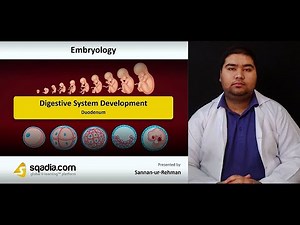 Digestive System Development | Duodenum | Embryology Student Video Lecture | V-Learning | sqadia.com