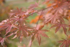 Tennessee Master Gardener Awards | Master Gardener Program