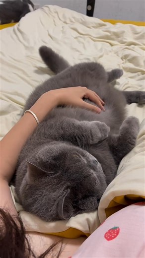 346K views · 12K reactions | #catloversclub #cat #cats #catoftheday #catlover #catsagram #catlovers #cat_features #catlady #catlife #catlove #catsgram #cutecat #cutecats #cutest #meow #kittycat #catsclub #kitty #ilovemycat #caturday #thedailykitten #bestmeow #kucing #cats #indonesia #pet #catstagram #kitty | Meow | Facebook