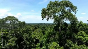 Drone shot craning up a giant Kapok tree in the Amazon rainforest.