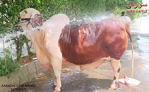 28K views · 4.7K reactions | MASHAALLAH MASHAALLAH ❤️❤️❤️ JUGNU FROM SURTI CATTLE  #MEMORIES2022 #KCMS | Karachi Cow Mandi Services | Facebook