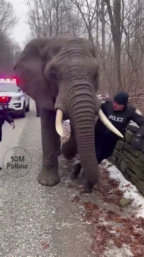 A shocking encounter between a massive elephant and a police officer.