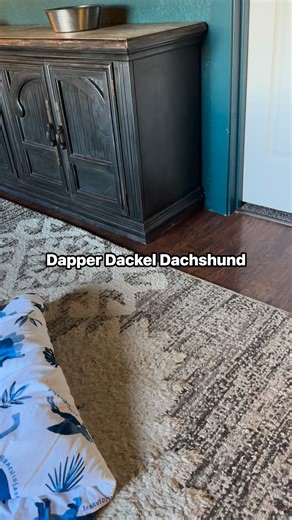 A sleepy cuddle puddle 🐾🐶 | Dapper Dackel Dachshund