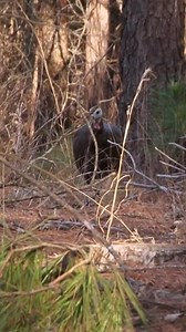 35K views · 583 reactions | Nothing beats a live decoy! #realtree #springthunder #TFT #forturkeys | Spring Thunder | Facebook