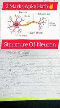 Structure Of Neuron | Step By Step Diagram ✍️ Class 10 Science | Class 9 Science #neuron #neurons