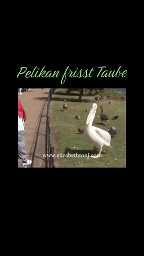 Snoopeterdogg on Instagram: "😅 Pelikan frisst Taube / Pelican eats pigeon 😔 #reels #fyp #foryou #viral #deutschland #deineseite #fürdich #viralreels #facebook #instagram #OMG #tiere #animal #animals #serious #ohmygod #fun #fuck #crazy #look #natur #nature #wildlife"