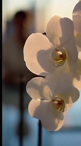 HR Just Hired Orchids - oneupballoons