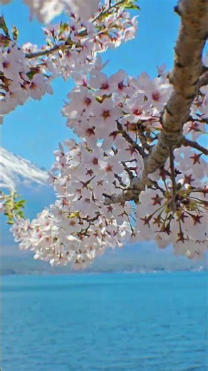 まもなく春､富士山と桜の季節🌸Spring Is Coming Soon🇯🇵 #fuji #japan #sakura #spring