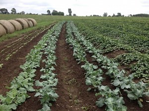 Ridge-Till Vegetable Production - Practical Farmers of Iowa