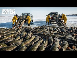 Devil Fish Invasion: How Armored Catfish Took Over North America | Fishing Documentary