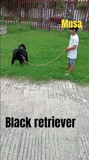 Black retriever dog : The Ultimate Guide for Owners|love moments
