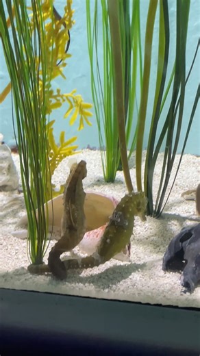3K views · 58 reactions | Happy National Seahorse Day!  視 It's time for Seahorse 101!  Pop quiz: Are seahorses fish? 樂 Watch this interview from the Aquarium to find out and learn all about the seahorses living in North Carolina!  | NC Aquarium on Roanoke Island | Facebook