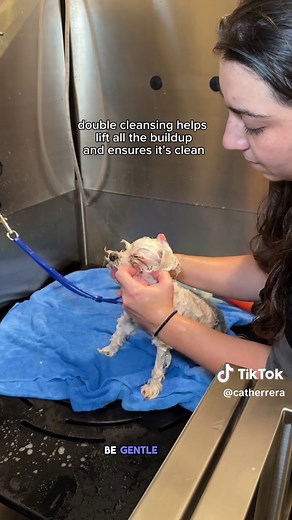 Crusty White Dog Grooming Tips | Catthedoggroomer
