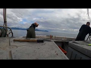 Commercial Chum Salmon Trolling Landing Fish