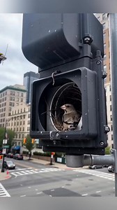 Amazing nest #birds | The Wildlife